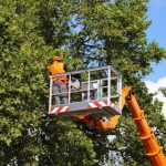 Tampa, FL's Best Tree Service Company for Superior Care