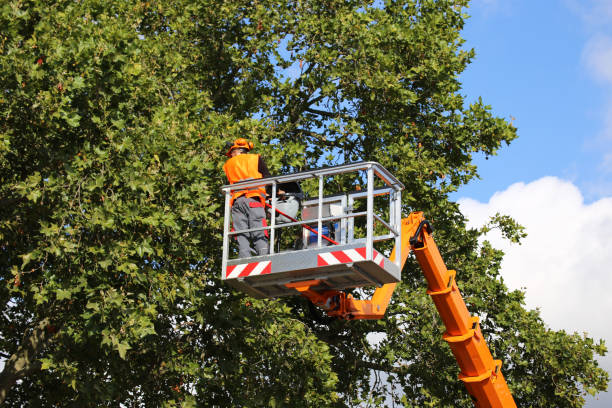 Tampa, FL's Best Tree Service Company for Superior Care